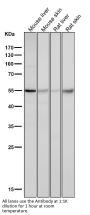 Anti-Caspase-8 CASP8 Rabbit Monoclonal Antibody