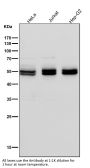Anti-Caspase-8 CASP8 Rabbit Monoclonal Antibody