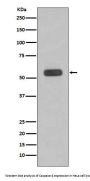 Anti-Caspase-8 CASP8 Rabbit Monoclonal Antibody