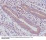 Anti-Caspase-8 CASP8 Rabbit Monoclonal Antibody