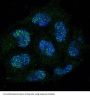 Anti-Caspase-8 CASP8 Rabbit Monoclonal Antibody
