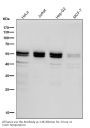 Anti-Caspase-8 Rabbit Monoclonal Antibody