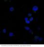 Anti-Caspase-8 Rabbit Monoclonal Antibody
