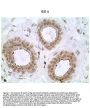 Anti-Caspase-8 Monoclonal Antibody (5F7)