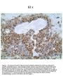 Anti-Caspase-8 Monoclonal Antibody (5F7)