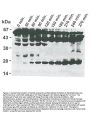 Anti-Caspase-8 Monoclonal Antibody (5F7)