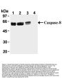 Anti-Caspase-8 Monoclonal Antibody (5F7)