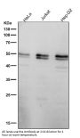 Anti-Caspase-8 CASP8 Rabbit Monoclonal Antibody