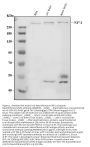 Anti-Neurofibromin/NF1 Antibody Picoband® (monoclonal, 4C6F10)