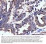 Anti-Neurofibromin/NF1 Antibody Picoband® (monoclonal, 4C6F10)