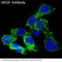Anti-VEGF VEGFA Rabbit Monoclonal Antibody
