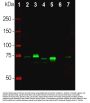 Anti-MeCP2 Antibody