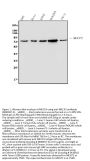 Anti-MECP2 Antibody Picoband® (monoclonal, 2G3)