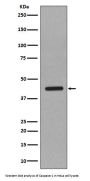 Anti-Caspase-1 CASP1 Rabbit Monoclonal Antibody