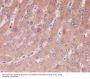 Anti-Caspase-1 CASP1 Rabbit Monoclonal Antibody