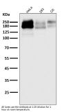 Anti-P Glycoprotein ABCB1 Rabbit Monoclonal Antibody