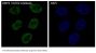 Anti-KMT6 / EZH2 Rabbit Monoclonal Antibody