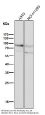 Anti-CD44 Rabbit Monoclonal Antibody