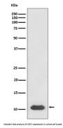 Anti-SDF1 CXCL12 Rabbit Monoclonal Antibody