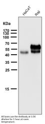 Anti-Fas/Cd95 Rabbit Monoclonal Antibody