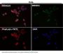 Anti-Fas/Cd95 Rabbit Monoclonal Antibody