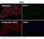 Anti-Fas/Cd95 Rabbit Monoclonal Antibody
