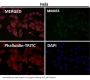 Anti-Fas/Cd95 Rabbit Monoclonal Antibody