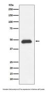 Anti-Fas/Cd95 Rabbit Monoclonal Antibody