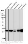 Anti-Sonic Hedgehog SHH Rabbit Monoclonal Antibody