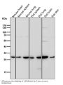 Anti-Sonic Hedgehog SHH Rabbit Monoclonal Antibody