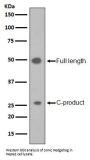 Anti-Sonic Hedgehog SHH Rabbit Monoclonal Antibody