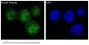 Anti-Smad3 Rabbit Monoclonal Antibody