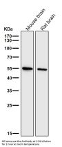 Anti-Smad3 Rabbit Monoclonal Antibody