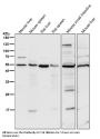 Anti-Smad3 Rabbit Monoclonal Antibody