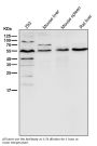 Anti-Smad3 Rabbit Monoclonal Antibody