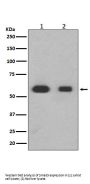 Anti-Smad3 Rabbit Monoclonal Antibody
