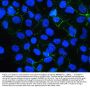 Anti-E Cadherin 1 CDH1 Antibody Picoband® (monoclonal, 9G2)