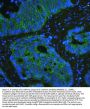 Anti-E Cadherin 1 CDH1 Antibody Picoband® (monoclonal, 9G2)