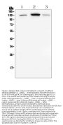 Anti-E Cadherin 1 CDH1 Antibody Picoband® (monoclonal, 9G2)