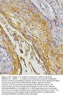 Anti-E Cadherin 1 CDH1 Antibody Picoband® (monoclonal, 9G2)