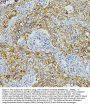 Anti-E Cadherin 1 CDH1 Antibody Picoband® (monoclonal, 9G2)