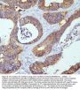 Anti-E Cadherin 1 CDH1 Antibody Picoband® (monoclonal, 9G2)