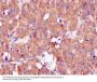 Anti-CLOCK Monoclonal Antibody
