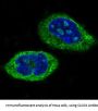 Anti-CLOCK Monoclonal Antibody