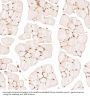 Anti-HMGB1/Hmg 1 Rabbit Monoclonal Antibody