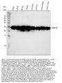 Anti-HMGB1/Hmg 1 Rabbit Monoclonal Antibody