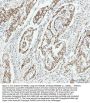 Anti-HMGB1/Hmg 1 Rabbit Monoclonal Antibody