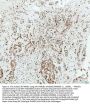 Anti-HMGB1/Hmg 1 Rabbit Monoclonal Antibody