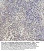 Anti-HMGB1/Hmg 1 Rabbit Monoclonal Antibody