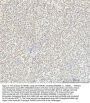 Anti-HMGB1/Hmg 1 Rabbit Monoclonal Antibody